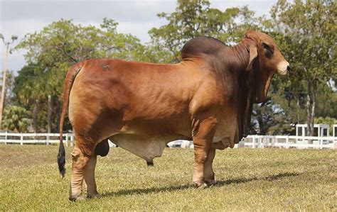 Champion Brahman Cattle At The 2017 Mexican National Brahman Cattle