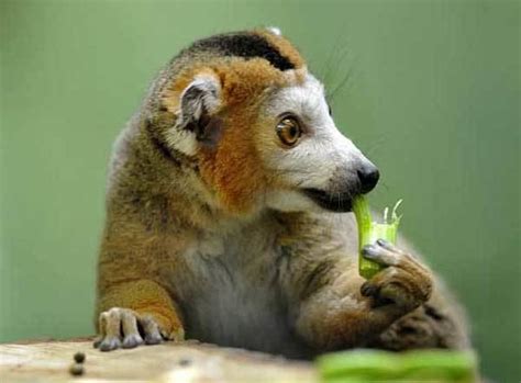 Crowned Lemur Alchetron The Free Social Encyclopedia