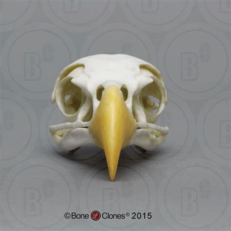 Bald Eagle Skull Bone Clones Inc Eagle Skull Skull And Bones