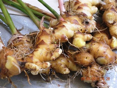 On The Green Side Of Life Growing Ginger In Container