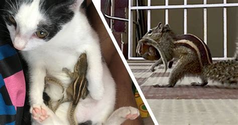 Cat Hugs And Cares For Baby Squirrels Rescued From Cyclone And Few Days