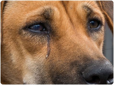 रात में ही क्‍यों रोते हैं कुत्‍ते क्‍या वाकई आत्‍माओं को देखकर करते