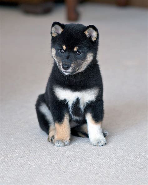 They've also been referred to as japanese shiba inu and shiba ken. Lil' Dog Whisperer: The Little Fox ~ The Shiba Inu
