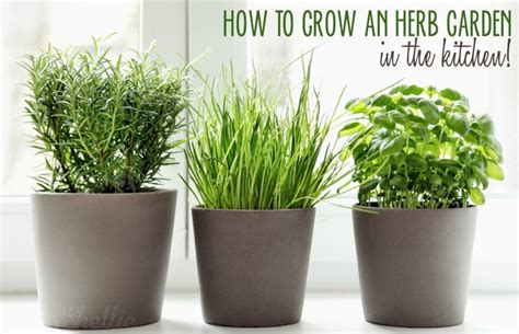 How to make aloe vera oil and gel at home. 5 Ways to Grow an Herb Garden in the Kitchen