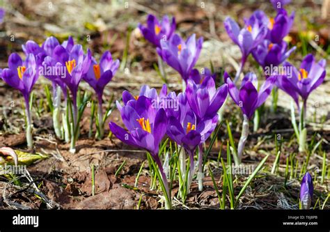 Purple Crocus Flowers On Spring Mountain Stock Photo Alamy