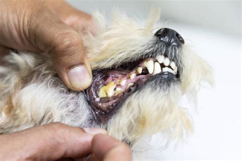 210 Rotten Dog Teeth Stock Photos Pictures And Royalty Free Images Istock
