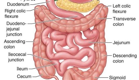 Ileocecal Junction Anatomy Large Bowel Intestines Anatomy