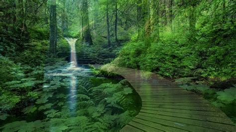 Forest Landscape With A Waterfall Wallpapers And Images