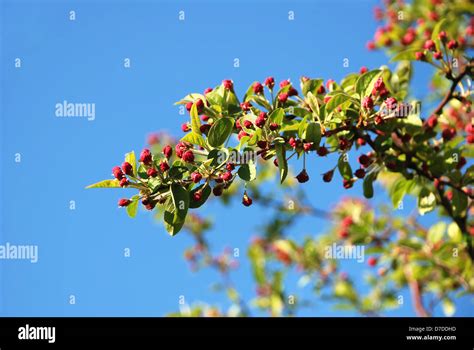 Crab Apple Branch With Pink Flower Buds In Spring Stock Photo Alamy