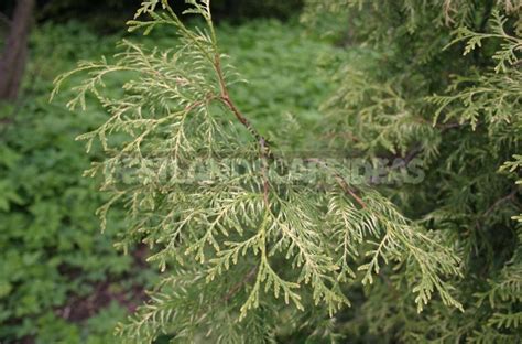 Varieties Of Thuja Occidentalis A Variety Of Shapes And Sizes Photo
