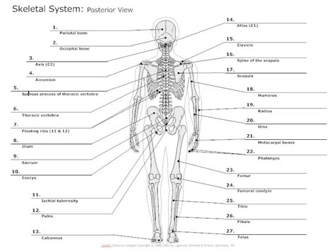 Skeletal System Diagram Types Of Skeletal System
