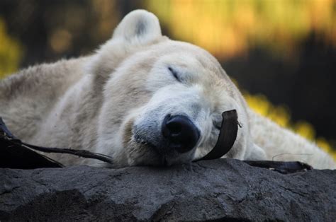 Sleeping Polar Bear Free Stock Photo Public Domain Pictures
