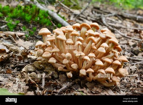 Cluster Of Very Young Specimen Of Edible Wild Mushroom Armillaria