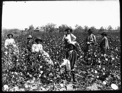 Picking Cotton Slavery African American History Black History