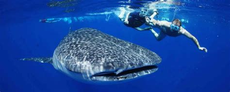 Swim With A Whale Shark Tours Cabo