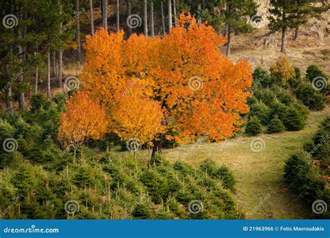 Maple Tree In Autumn Stock Photo Image Of Autumn Pine 21963966
