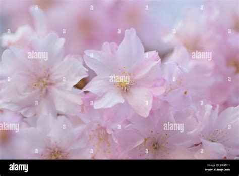 Macro Texture Of Pink Weeping Cherry Blossoms In Japan Stock Photo Alamy