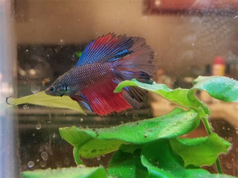 My Halfmoon Double Tail Betta Raquariums