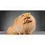 Persian Cat Breed Information And Advice  Your