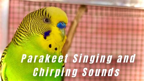 Parakeet Singing And Chirping Lonely Budgie Sounds Budgie Aviary