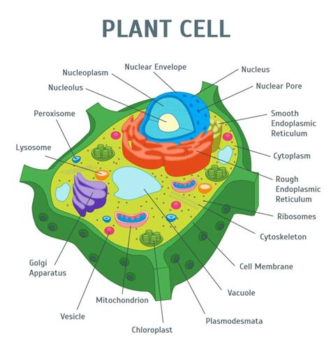 โครงสร้างเซลล์พืช มีรูปร่างคงที่ มีความแข็งแรงและมีส่วนที่สำคัญต่อการ