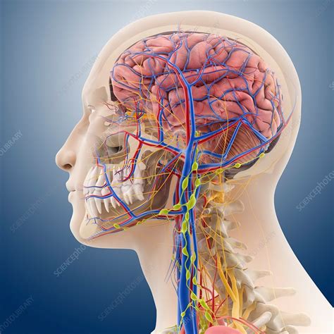 Head And Neck Anatomy Artwork Stock Image C0140439 Science