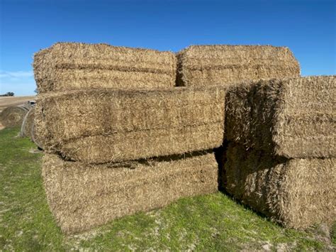 Barley Straw 8x4x3 Bales Farm Tender