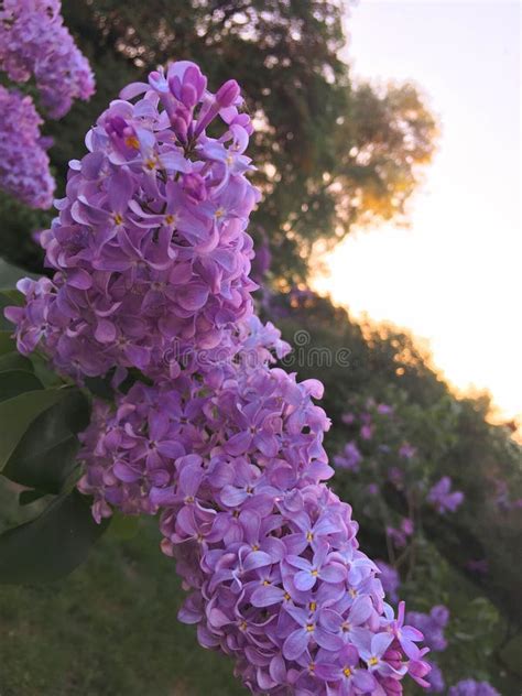 243 Lilacs Sunset Stock Photos Free And Royalty Free Stock Photos From