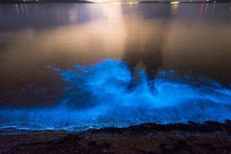 Sea Sparkle Extreme Bioluminescence In Tasmanian Waters Tasmanian