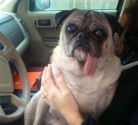 2 Cute Animal Pics Silly Pug Dog With His Tongue Hanging Out