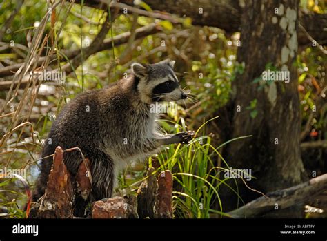 Foraging Raccoon In Florida Everglades Stock Photo Alamy
