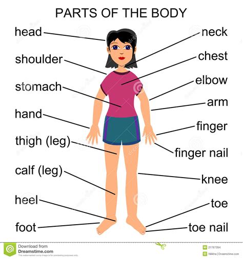 English Immersion Program Parts Of The Body