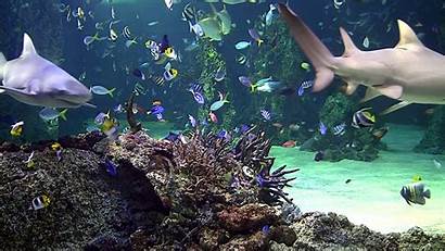 Aquarium Windows Screensaver Reef Coral Tv Scenes