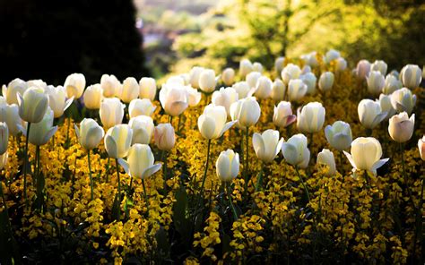 Spring Flowers Image Wallpaper High Definition High Quality Widescreen