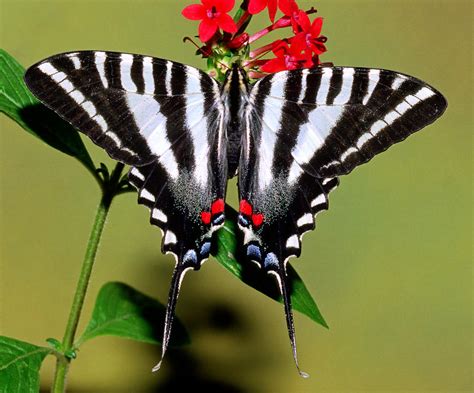 Zebra Swallowtail Butterfly Caterpillar