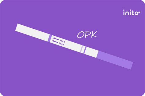 What Does A Faint Line On An Ovulation Test Mean Inito