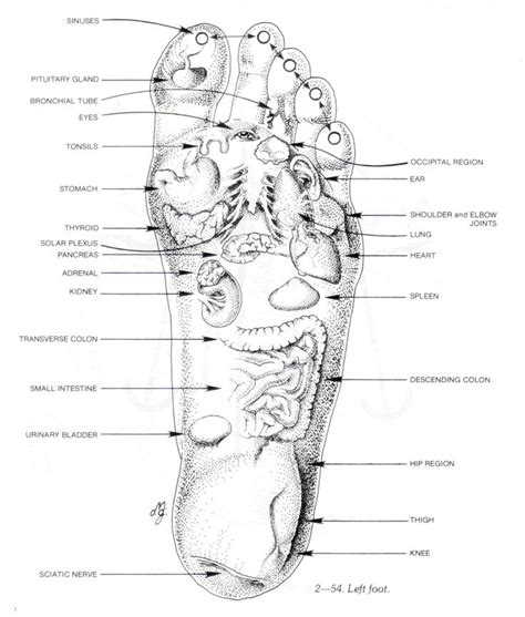 Foot Chart Of Organs