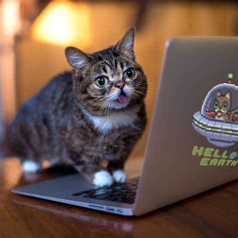 lil bub on twitter bub s playing the brand new updated version of her game hello earth and