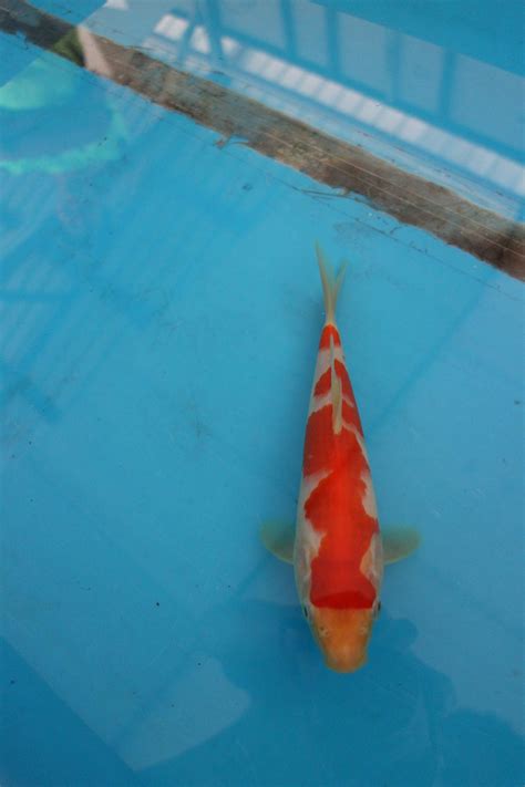 Japanese Koi Fish For Sale In Singapore Marugen Koi Farm Page 3
