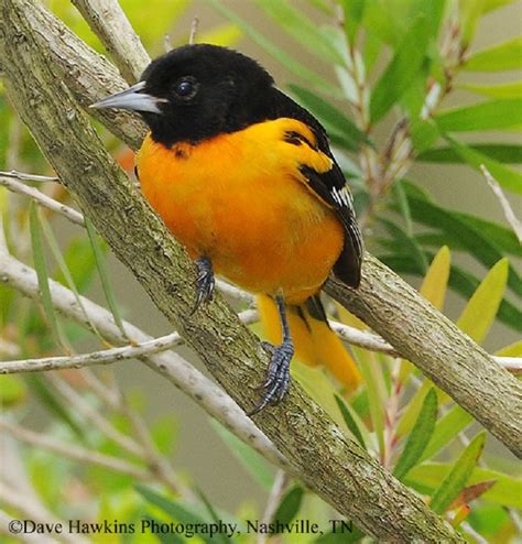 Baltimore Oriole State Of Tennessee Wildlife Resources