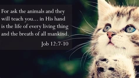 Here's a list of single bible verses that explicitly reference all three members of the trinity: Even the animals know. Do you? | Kindness to animals ...