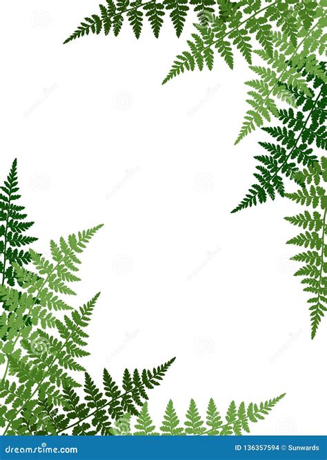 Fern Frond Tropical Leaves Frame Vector Stock Vector Illustration Of