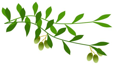 Olive Branches Png Clip Art Library
