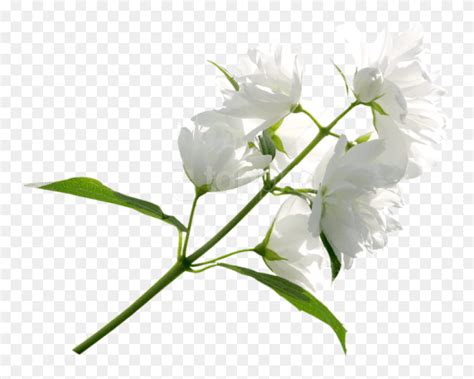 Download Free Png Download White Flower Png Images Background White