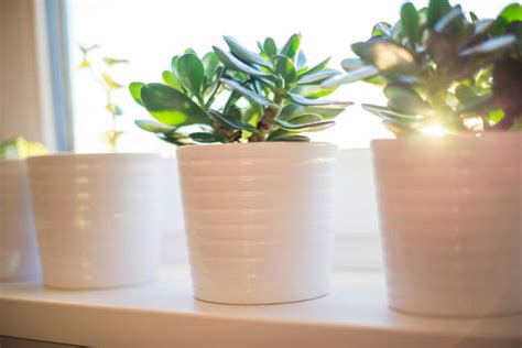 10 Ways To Keep Your Houseplants Alive And Healthy Dengarden