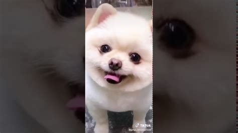 Dogs Love Tiktok Viral Youtube