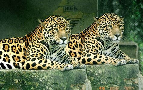 Brazil Plans To Save Endangered Animals By Cloning Them Grist