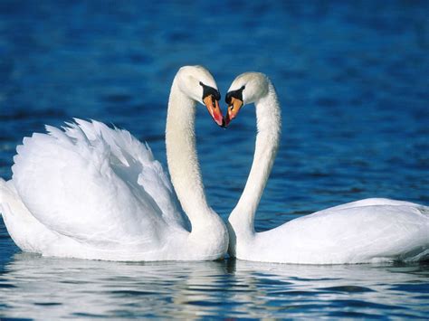 Animals In Love Wallpapers Pictures Snaps Images Photo Romantic
