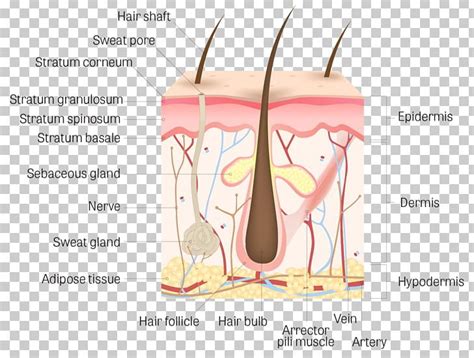 Human Skin Sebaceous Gland Human Body Png Clipart