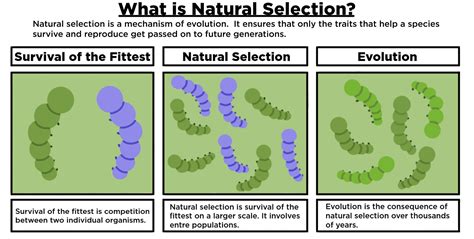 Diagram Of Natural Selection